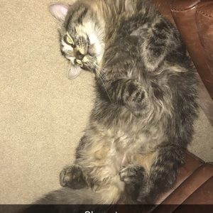 Meet your Posher, Kailee